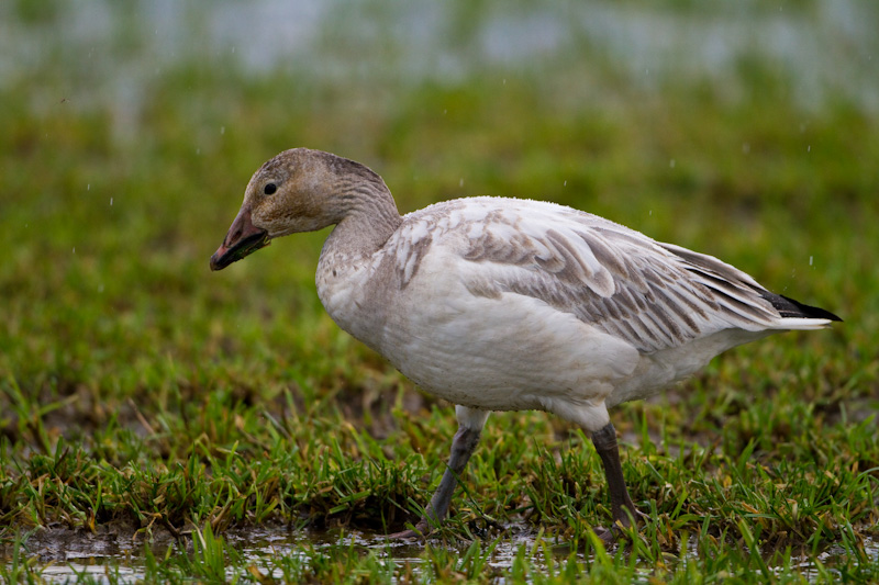 Snow Goose